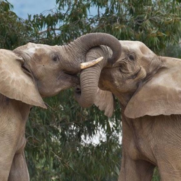 HAPPY VETERAN'S DAY EVERYDAY!! - Picture 11 of 16